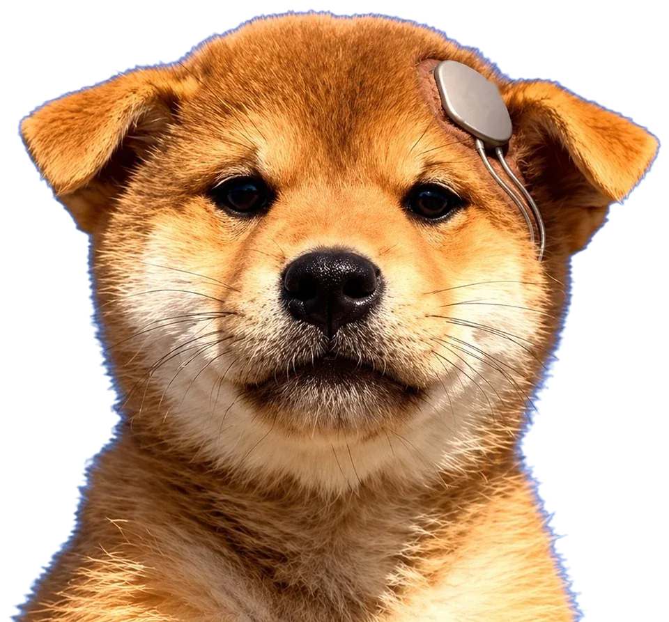 Inu, a shiba puppy, chin up against a clear blue sky, with a small titanium earpiece above the left ear.